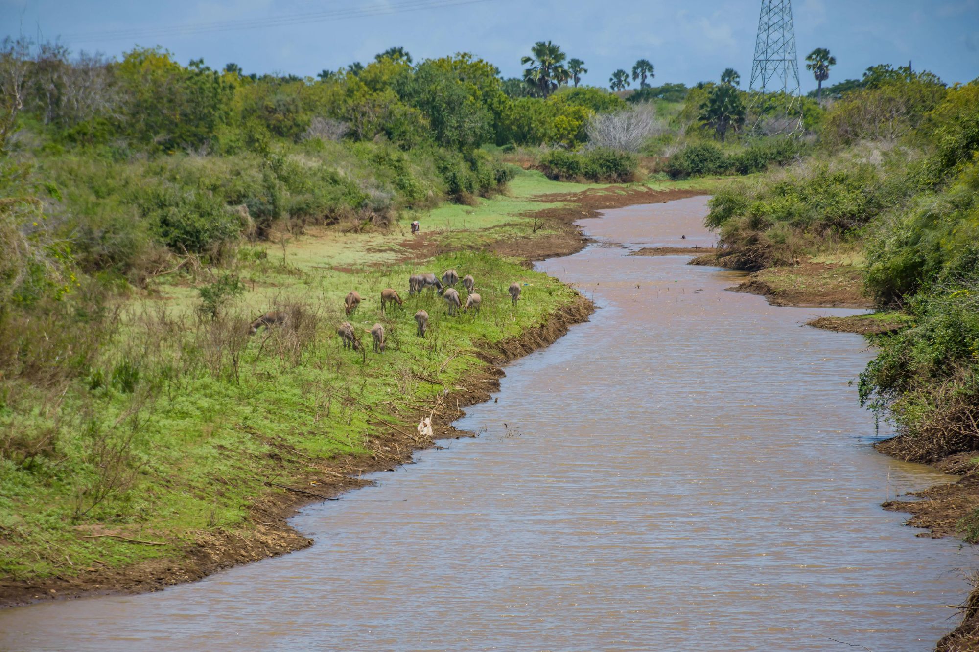Girl, 1, killed and student missing after deadly hippo attack as huge beast overturns canoe in river