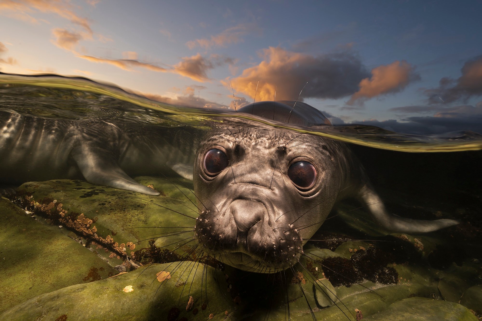 20 magnificent finalists from the 2026 Ocean Photographer of the Year awards