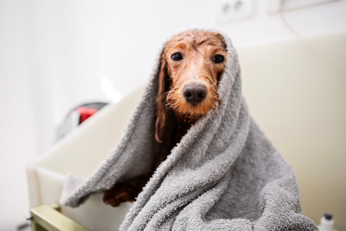 How to keep dogs cool in a heatwave – from cooling mats to avoiding damp towels