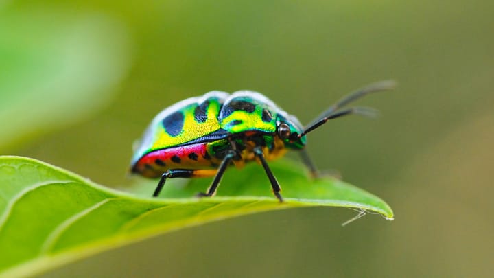 'Jewelbug' APT Balances State Espionage & Cryptocurrency Theft