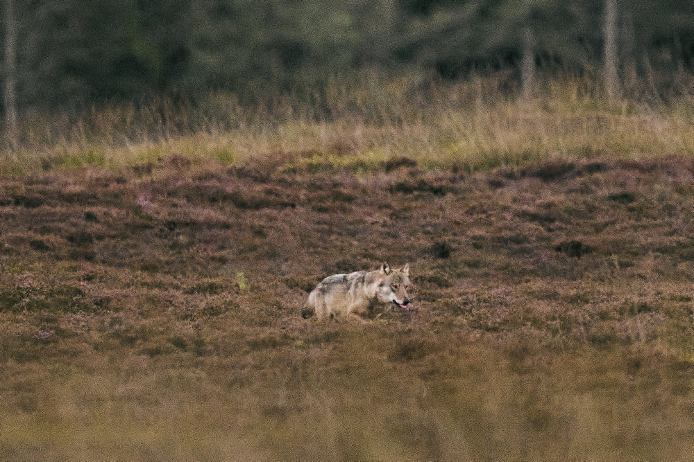 Citizen reports wolf sighting via new text service