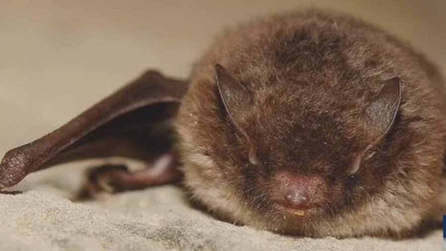 Rabid bat gets caught in woman’s hair at Olympic National Park