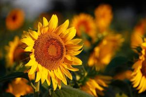 Things to Do: Sunflowers, RAW returns, Golden Girls and Actors Expo