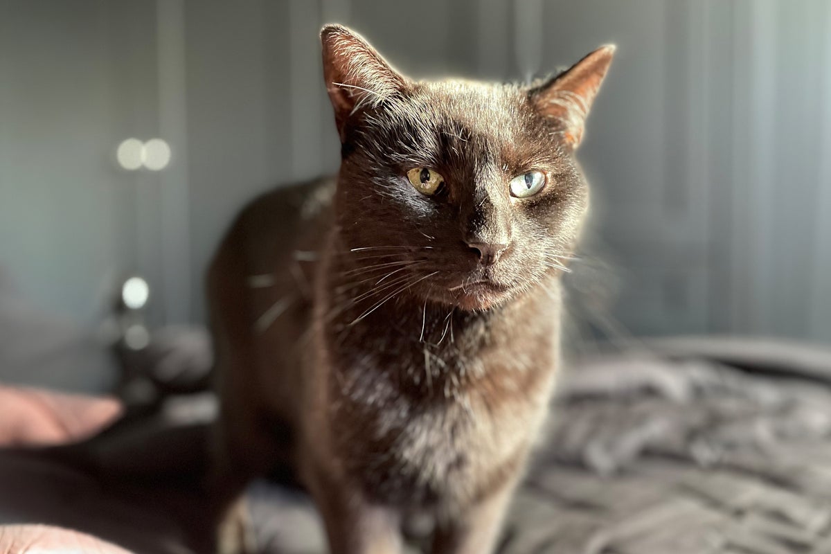 How I’m bio-hacking my senior cat to boost his health and longevity
