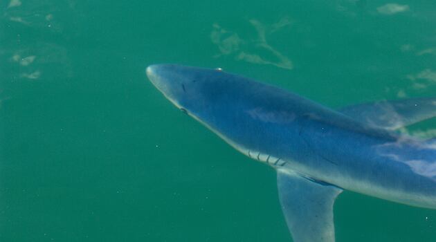 ‘A beautiful animal’: Shark fishing needs more regulation and training, expert says