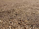 Your yellow lawn is NOT dead! Plant expert reveals why Britons should stop worrying about their parched grass