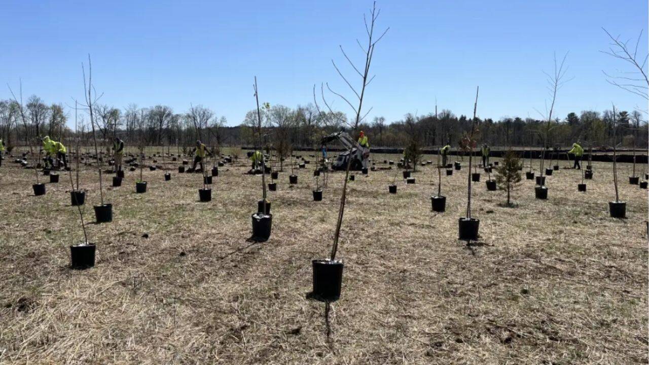 New Jersey restores 112 acres with 50,000 native trees and shrubs