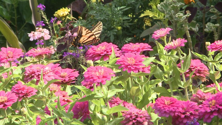 Revitalize your summer garden: Tips for thriving blooms and vegetables