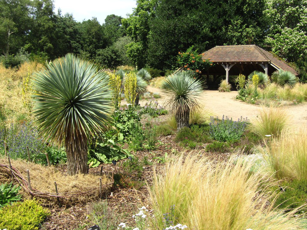 The Surrey village famous for its flowers, wilting after two months with no rain