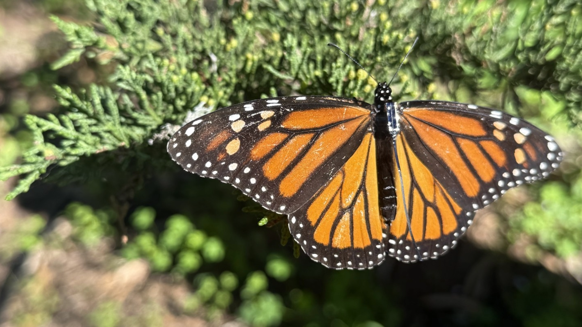 Putting tiny backpacks on butterflies—for science