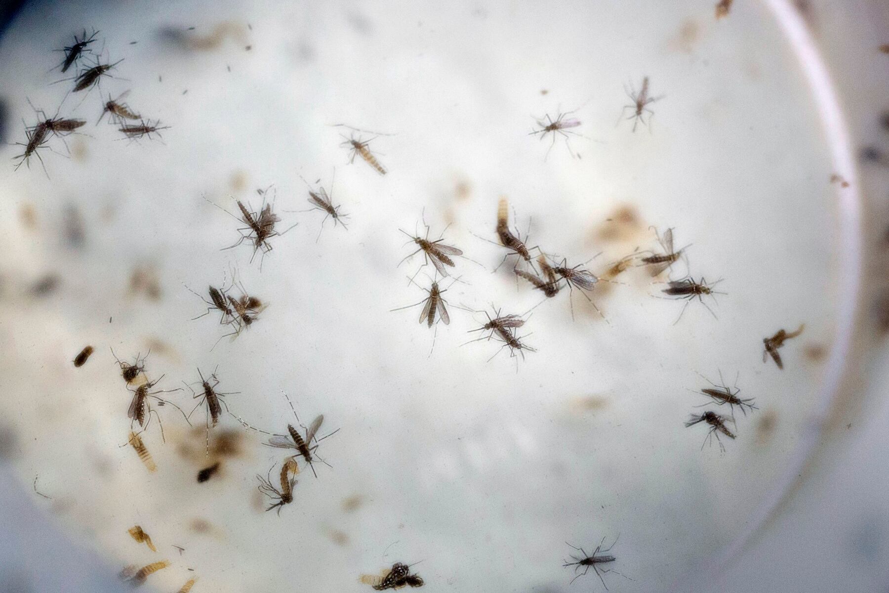 Zika virus returns to N.J. for the first time since 2020