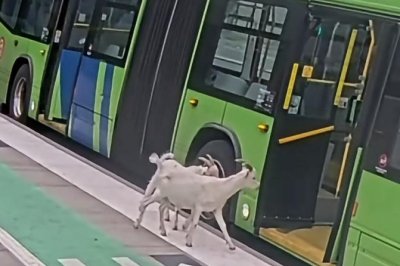 Watch: Two loose goats visit Oregon transit station, board bus
