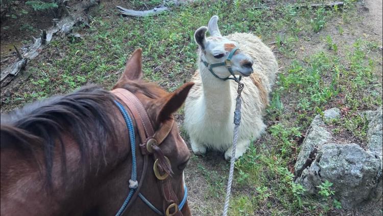 Abandoned llama not interested in being rescued on Colorado trail