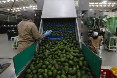 Mexico 's Michoacán state resumes avocado exports to U.S.
