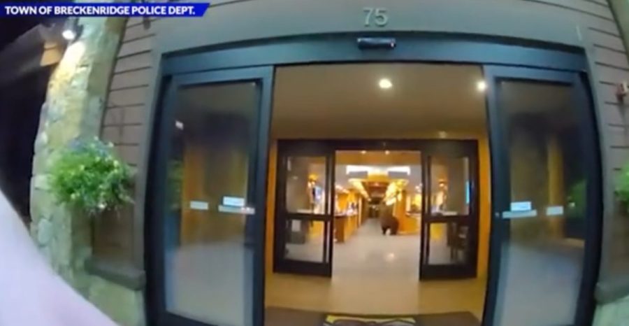WATCH: Bear breaks into Colorado lodge for a few M&Ms