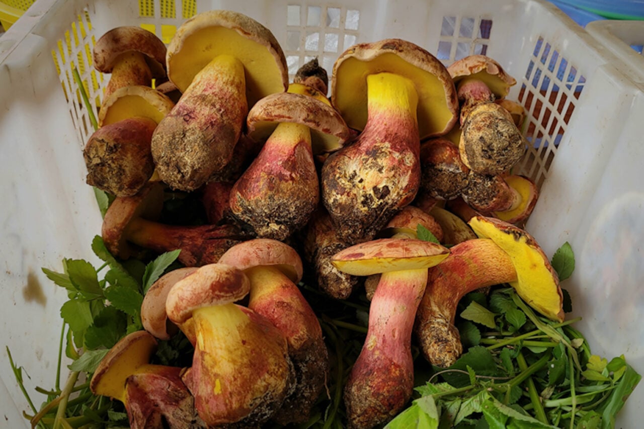 Scientists Identify Mushroom That Makes You Hallucinate ‘Tiny People’