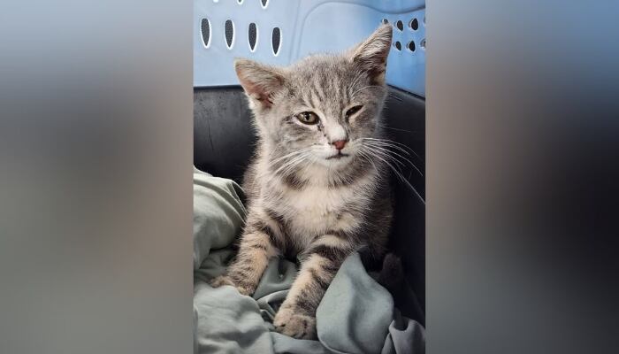 Stray cat survives 800-mile ride under car from New Jersey to Georgia