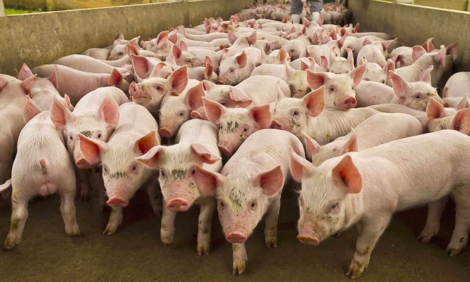 Lean Hog Futures Reach 4-Week Low. Hit the Sell Button Here.