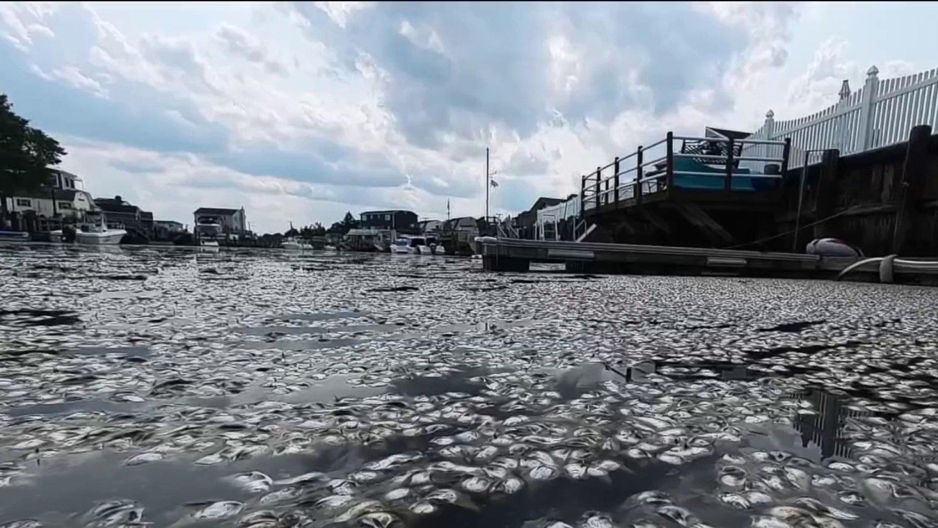 Thousands of dead fish leave some Jersey Shore residents dealing with stench