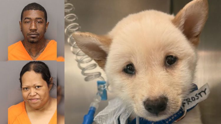 Couple accused of dumping sick dogs in Largo plead guilty to felony animal cruelty charges
