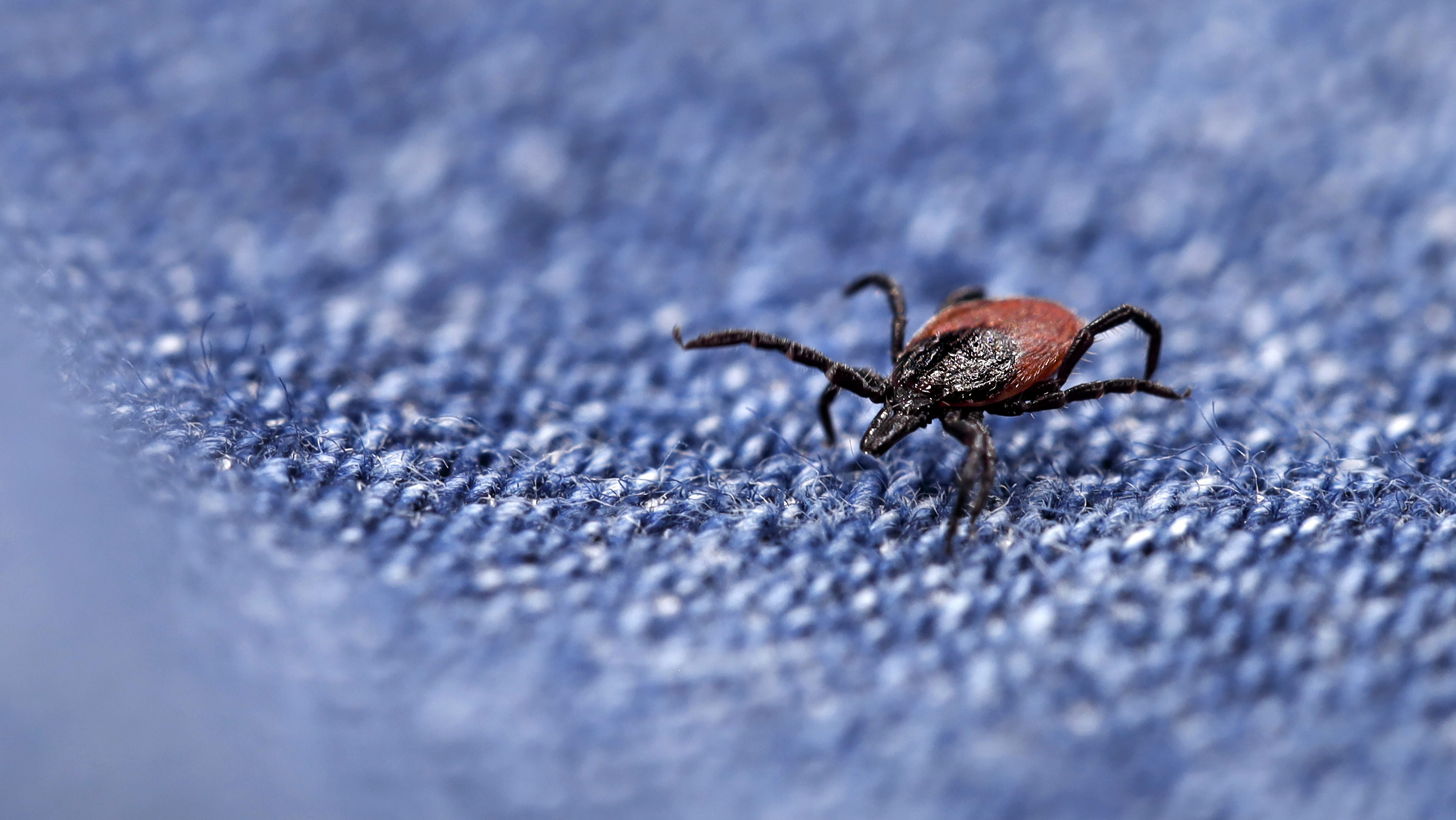 Ticks that cause Lyme and other diseases have migrated south. Are doctors ready?