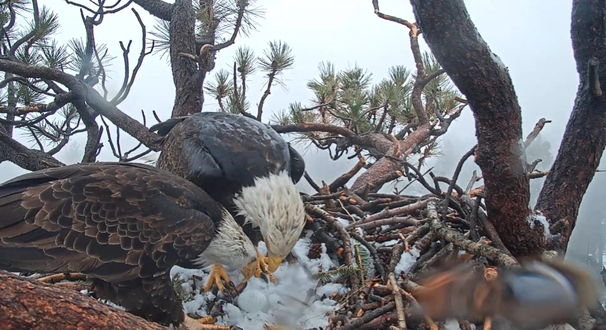 Big Bear Valley’s beloved bald eagle Jackie is dead