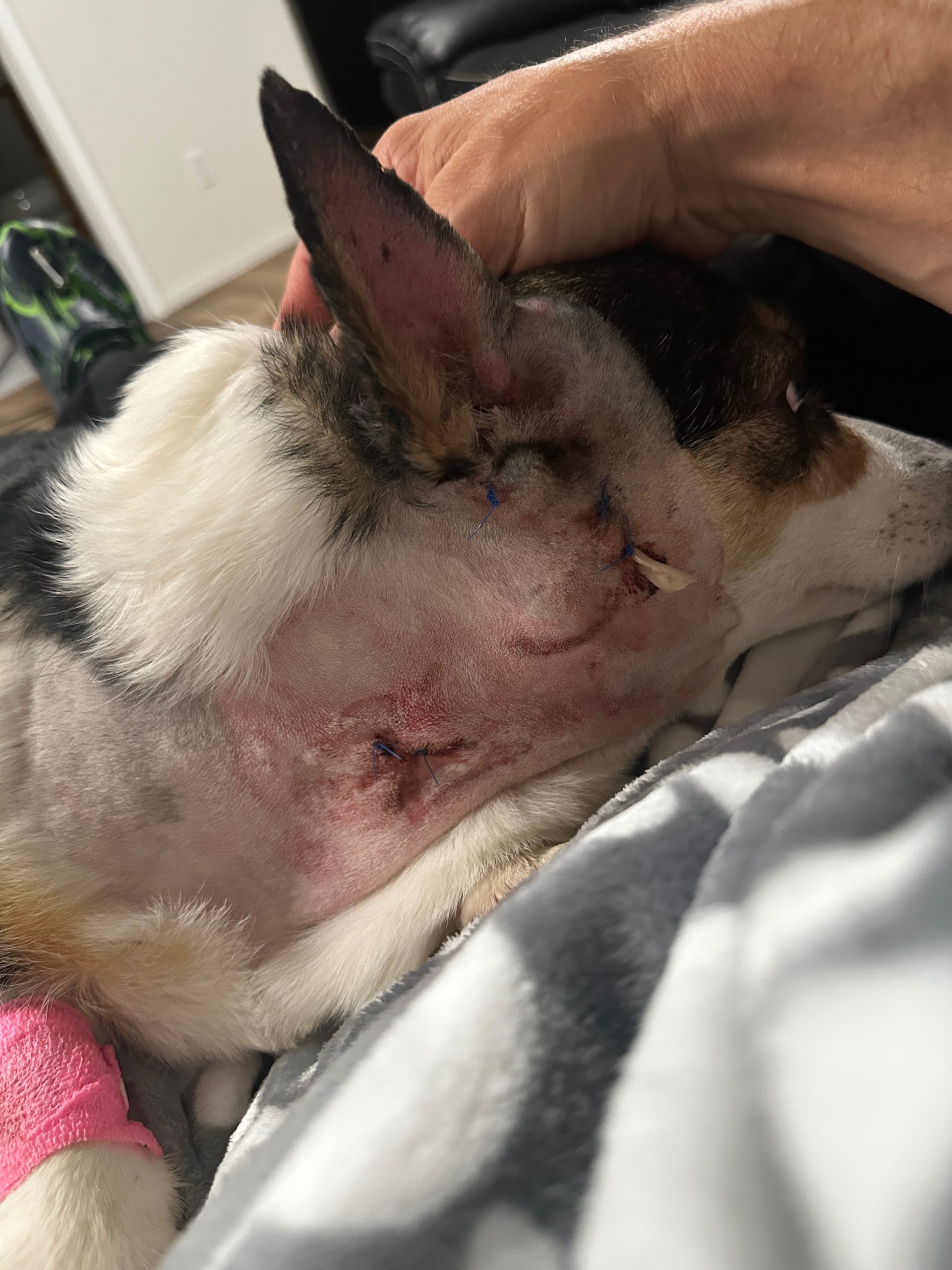 WA dog attack leaves corgis seriously injured, family 'devastated'