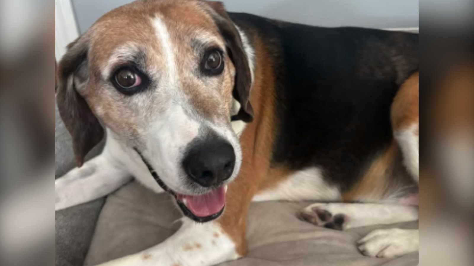 Duke the dog gets adopted after spending nearly 5 years in New Jersey shelter