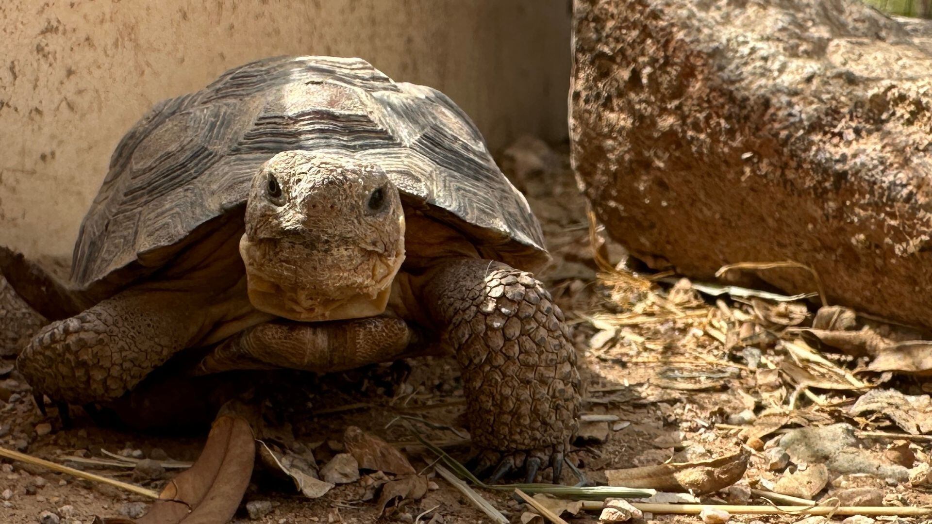 Desert tortoises up for adoption in Arizona after surrenders
