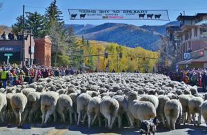 Idaho sheep festival recognized as one of the best by USA Today