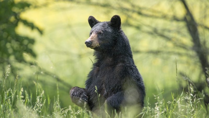 Bears cause campground to close as reported encounters increase in Oregon