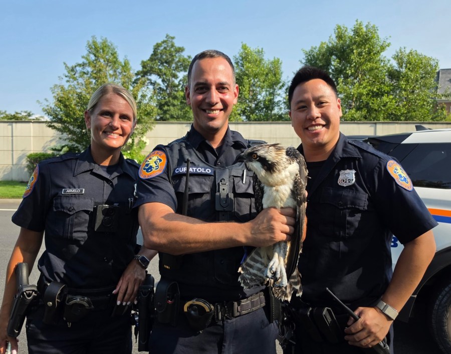 Hawk rescued off the side of a busy NY roadway by police
