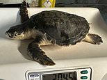 He's been to shell and back! Rhossi, one of the world's rarest turtles is FLOWN home after washing up on UK beach