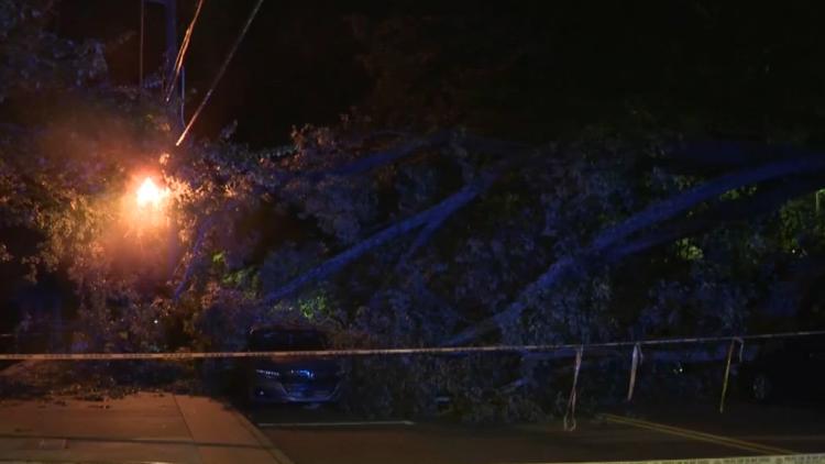 Massive tree falls on cars at Chastain Park in Buckhead