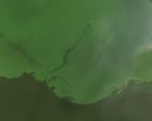 From toxic blooms to dead zones, how wildfires transform oceans and lakes