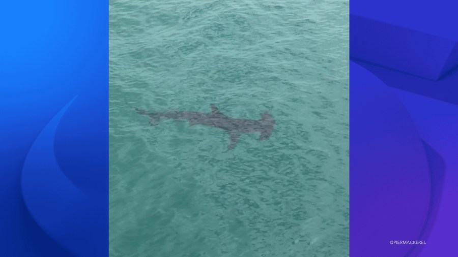 VIDEO: Rare hammerhead shark sighting near Malibu beach