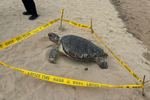 Rare green sea turtle found dead on Korean beach