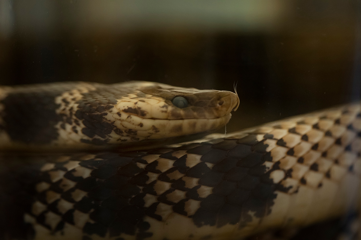 Inside the biggest collection of venomous snakes in Latin America