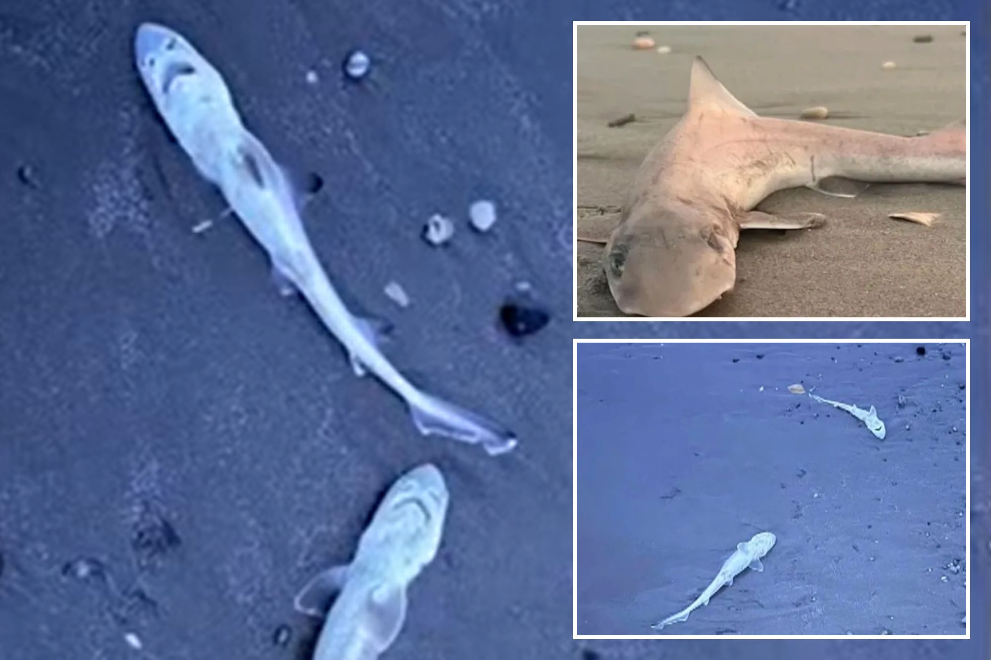 Nearly 30 sharks ‘all of a sudden’ wash up along popular beach as expert warns there may be ‘something in the water’
