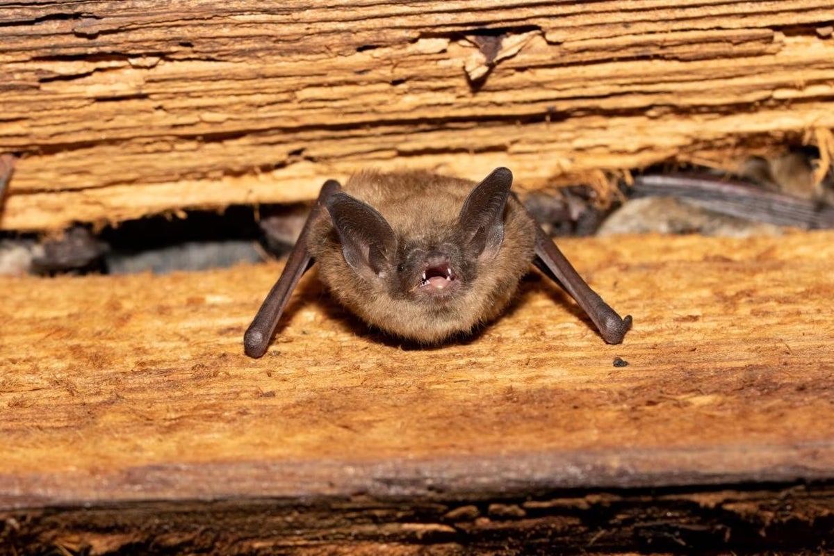 Rabies warning for park visitors after bat swoops at multiple people