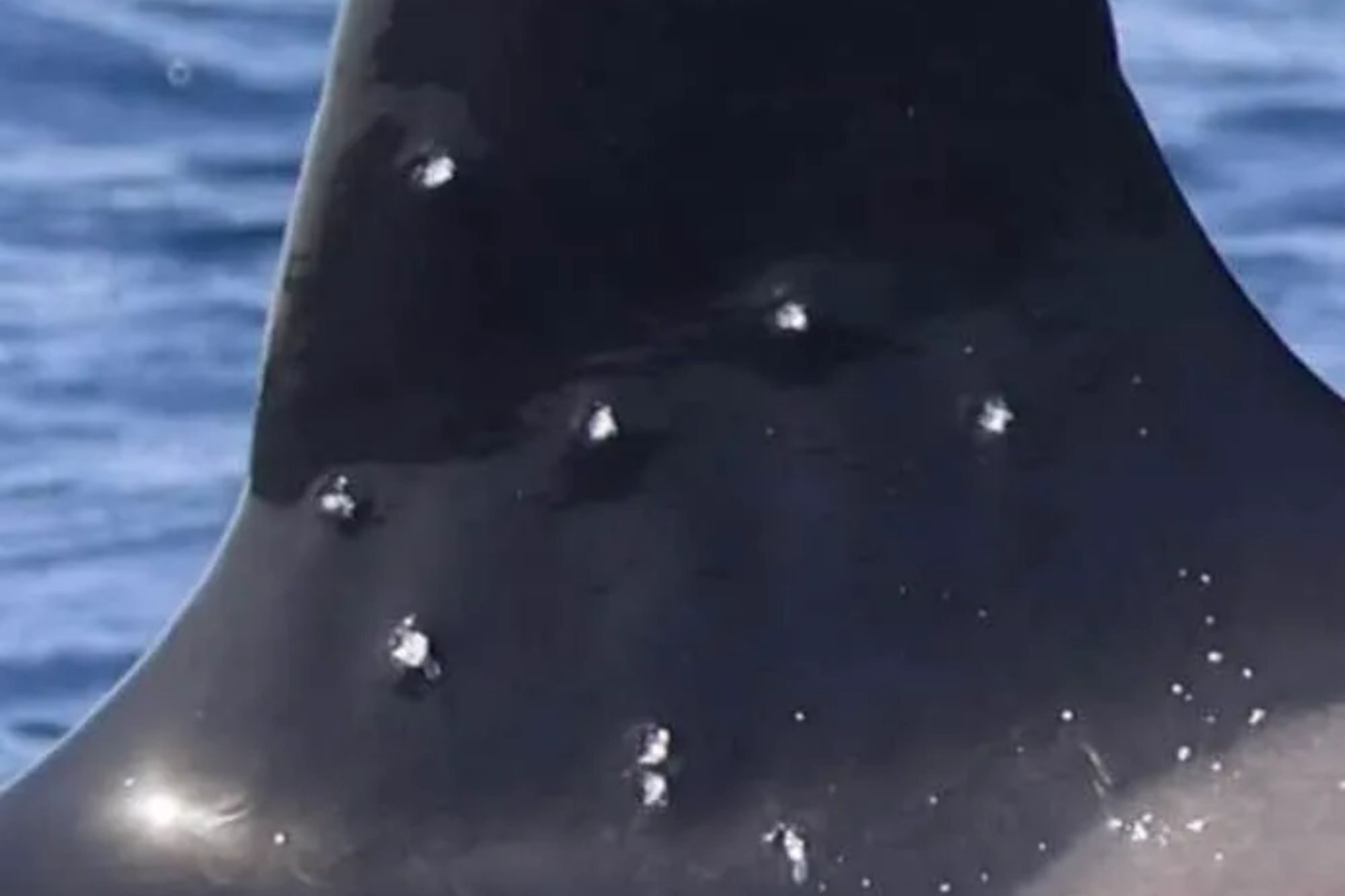 Shock pics show killer whale blasted by shotgun in Strait of Gibraltar after spate of terrifying orca attacks on boats