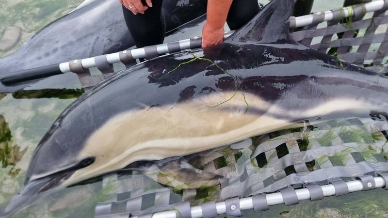 Twelve dolphins rescued after 21 stranded on Kerry beach
