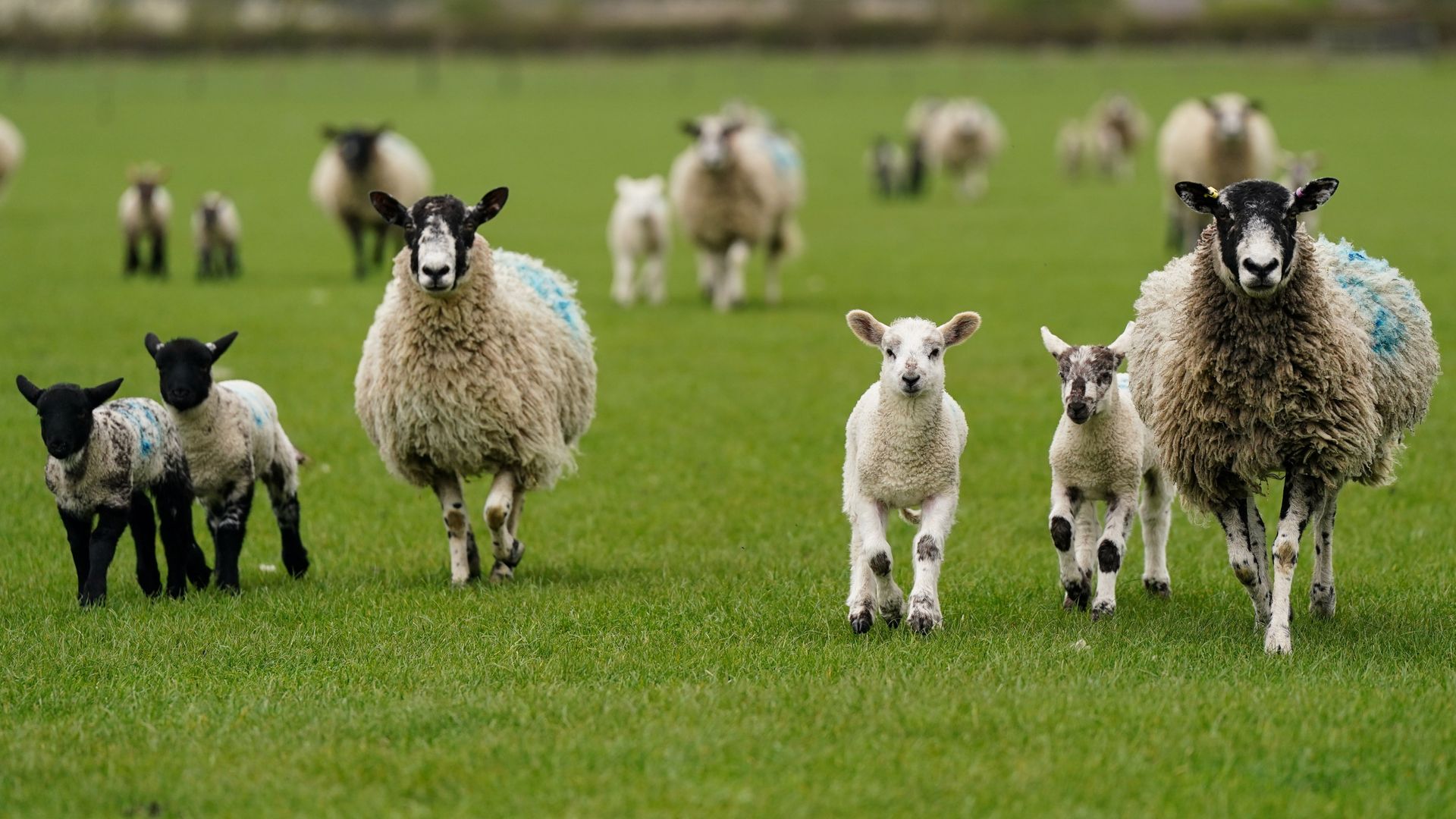 Potentially deadly bluetongue hits third farm in Scotland