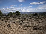 Bad news for red wine lovers: Widespread drought could spell the end for Pinot Noir, experts say