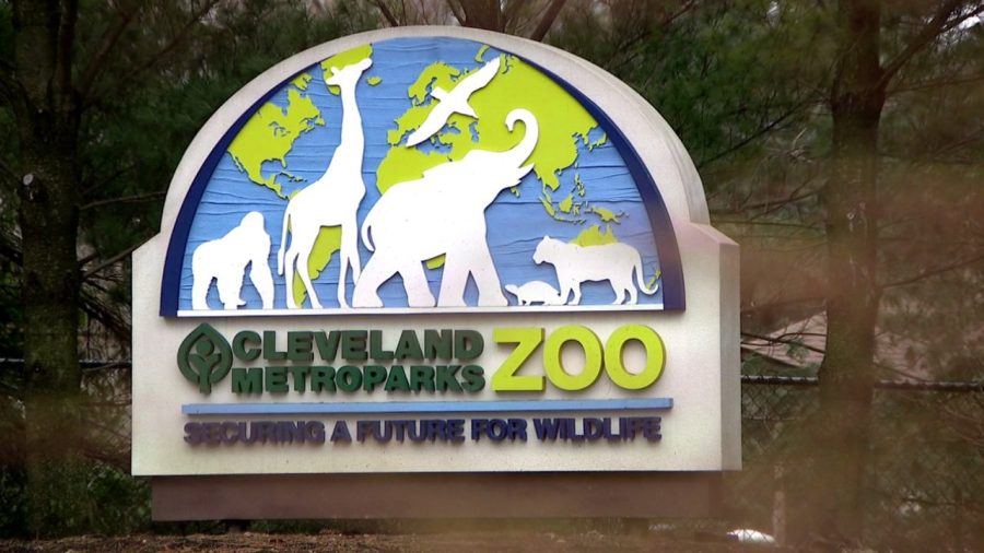 Beloved dingoes die months apart at Cleveland Metroparks Zoo