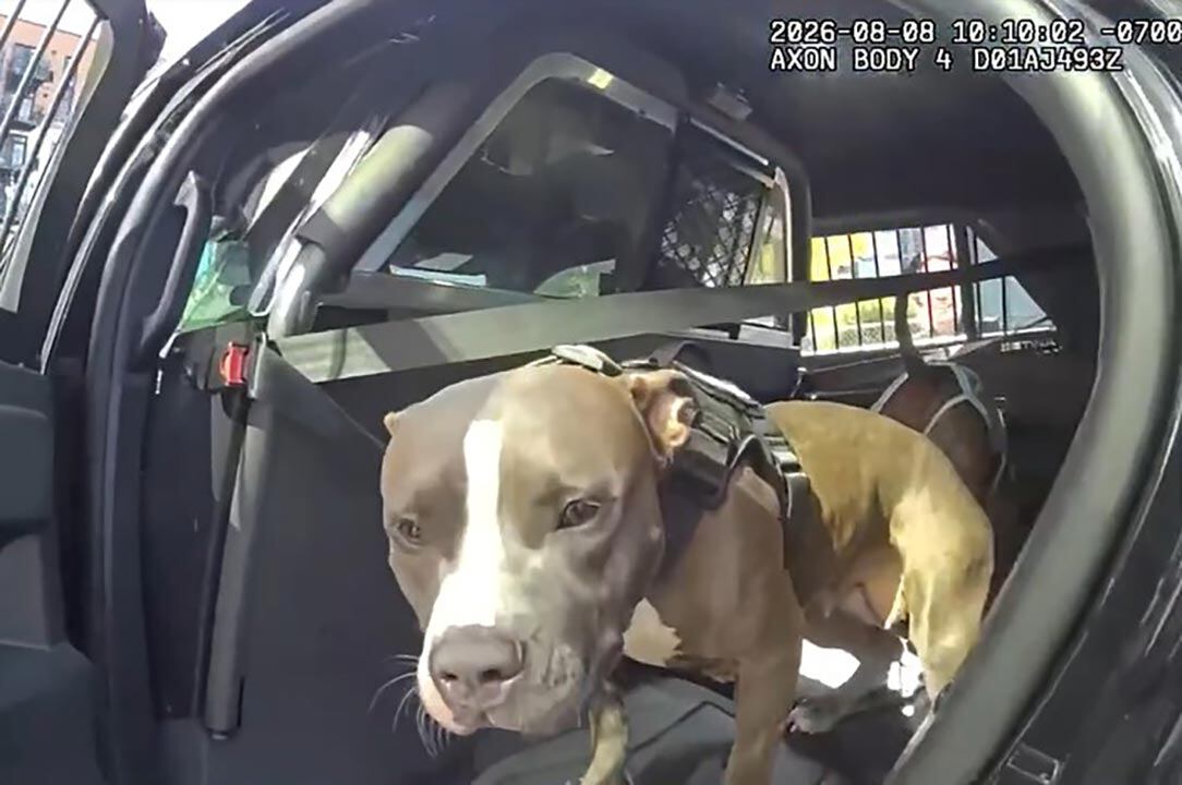 Woman arrested after dogs rescued from hot car in Vancouver; meth, fentanyl found