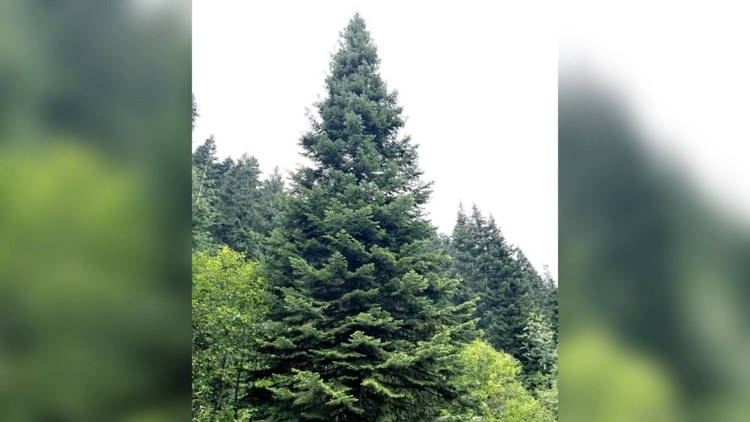 2026 US Capitol Christmas Tree has been chosen
