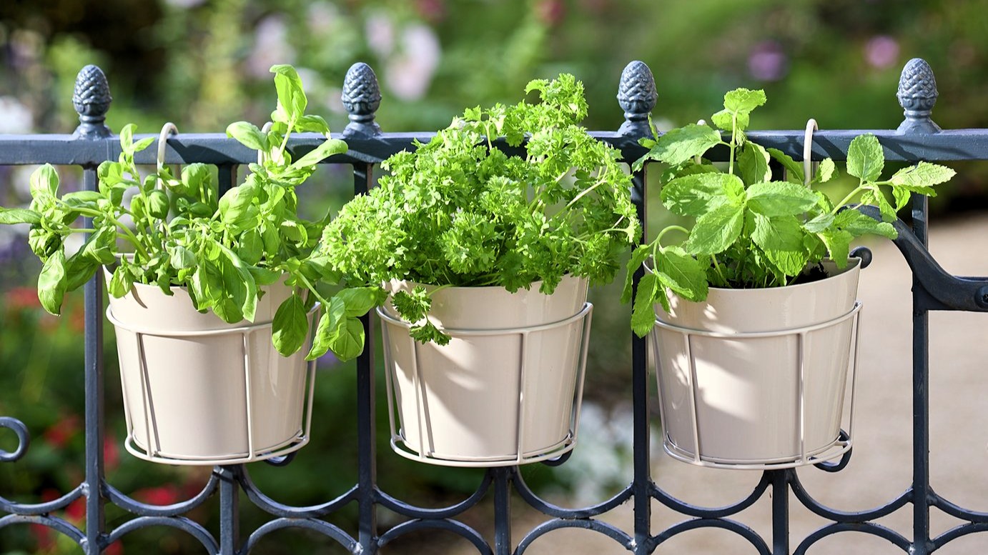 Chic Argos planter set shoppers are calling ‘beautiful’ slashed to under £10