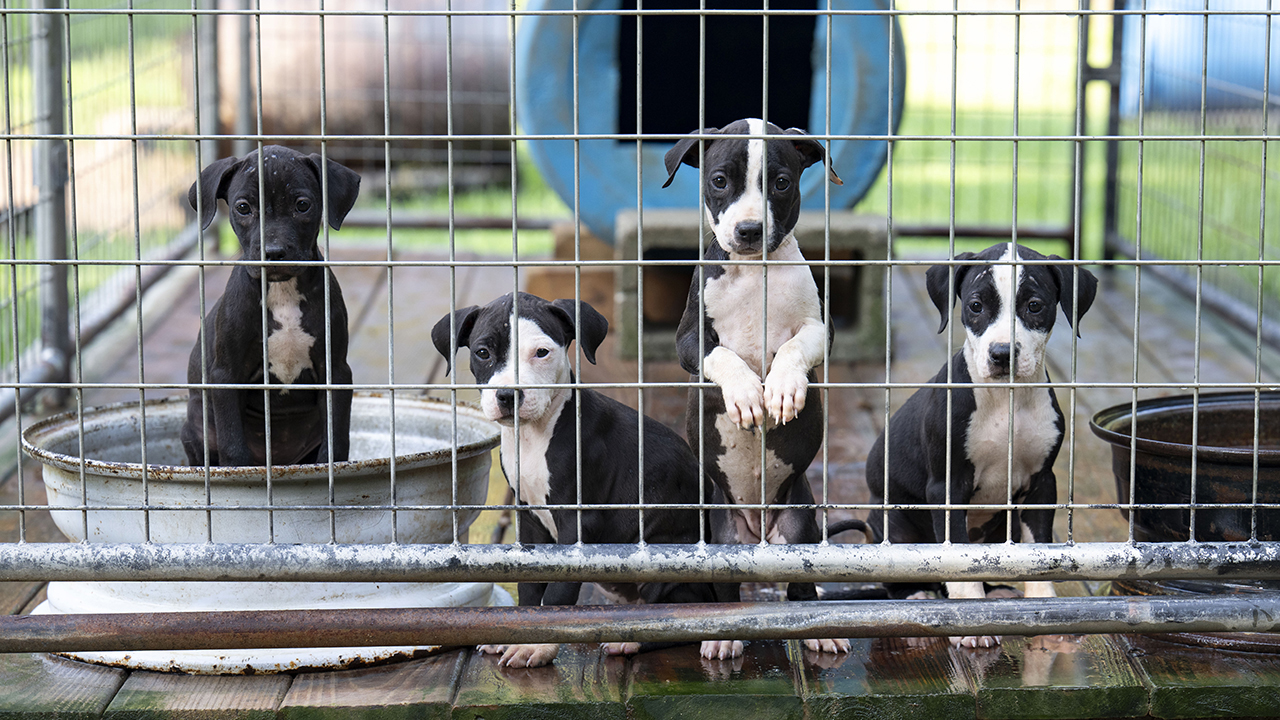 Search warrant leads to rescue of over 40 dogs and puppies from alleged dog fighting operation