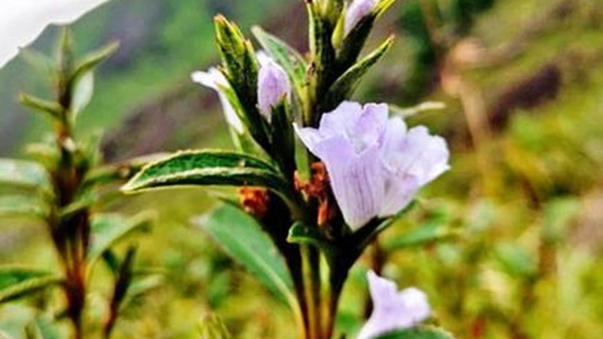 After 12 years, Neelakurinji begins to bloom in Kerala’s Chokramudi hills